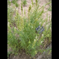 Resedacees - Reseda Alba L (regions mediteraneennes)(01)